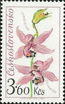 Cymbidium