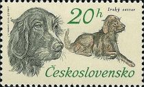 Irish Setter (Canis lupus familiaris)