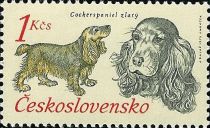 Cocker Spaniel (Canis lupus familiaris)