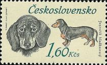 Dachshund (Canis lupus familiaris)