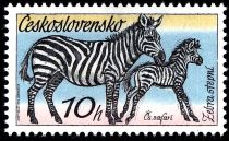 Plains Zebra (Equus quagga) and Foal