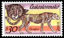 Cheetah (Acinonyx jubatus)