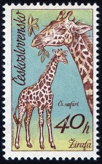 Giraffe (Giraffa camelopardalis) and Calf