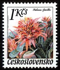 Aechmea fusciata