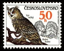 Eurasian Eagle-owl (Bubo bubo)