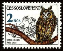 Long-eared Owl (Asio otus)