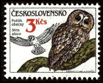 Tawny Owl (Strix aluco)