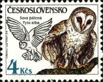 Barn Owl (Tyto alba)