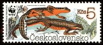 Carpathian Newt (Triturus montandoni)