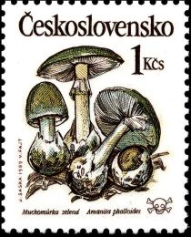 Amanita phalloides - Muchomůrka zelená