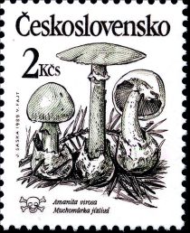 Amanita virosa - Muchomůrka jízlivá