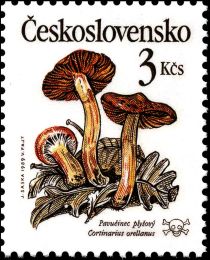 Cortinarius orellanus - Pavučinec plyšový