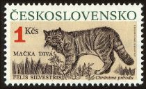 Wildcat (Felis silvestris)