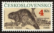 Eurasian Beaver (Castor fiber)