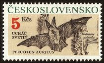 Brown Long-eared Bat (Plecotus auritus)