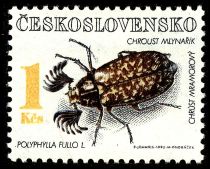 Pine Chafer (Polyphylla fullo)