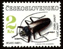 Long-horned Beetle (Ergates faber)