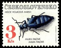 Violet Oil Beetle (Meloe violaceus)