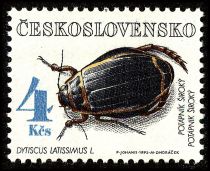 Diving Beetle (Dytiscus latissimus)