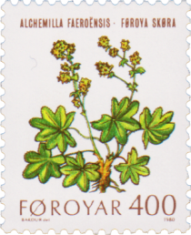 Lady's Mantle (Alchemilla faeroensis)