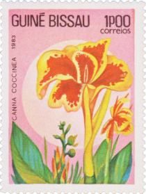 Canna coccinea