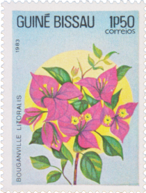 Bougainvillea litoralis