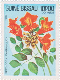 African tuliptree (Spathodea campanulata)