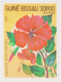 Chinese Hibiscus (Hibiscus rosa-sinensis)