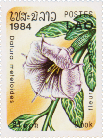 Datura meteloides