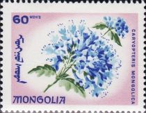 Caryopteris mongolica