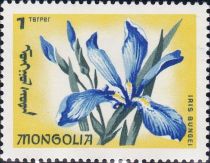 Iris bungei