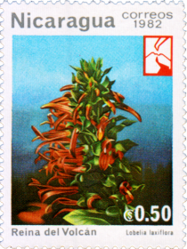 Mexican Lobelia (Lobelia laxiflora)