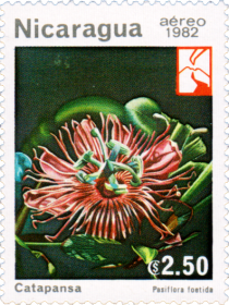 Passiflora foetida