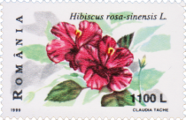 Chinese Hibiscus (Hibiscus rosa-sinensis)