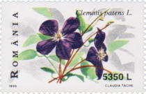 Kazaguruma (Clematis patens)