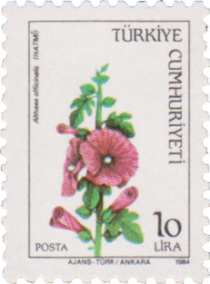 Marshmallow Flower (Althaea Officinalis)