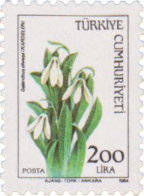 Snowdrop (Galanthus Elwesii)