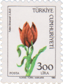 Tulip (Tulipa Sintenesii)